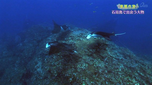 楽園の海 石垣島へ!! 大物に会いに行く！