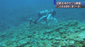 自然保護団体 辺野古沖でサンゴ調査