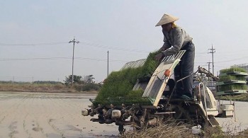 石垣で田植え始まる