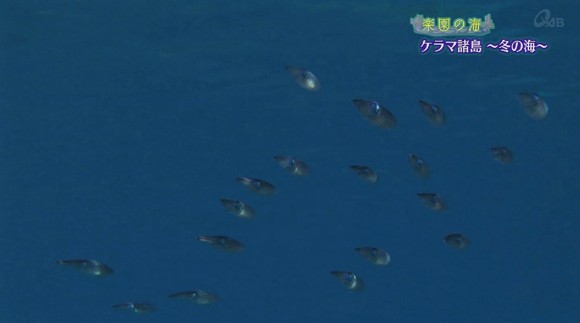 楽園の海「ケラマ諸島〜冬の海〜」