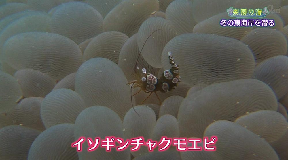 楽園の海「冬の東海岸を潜る」