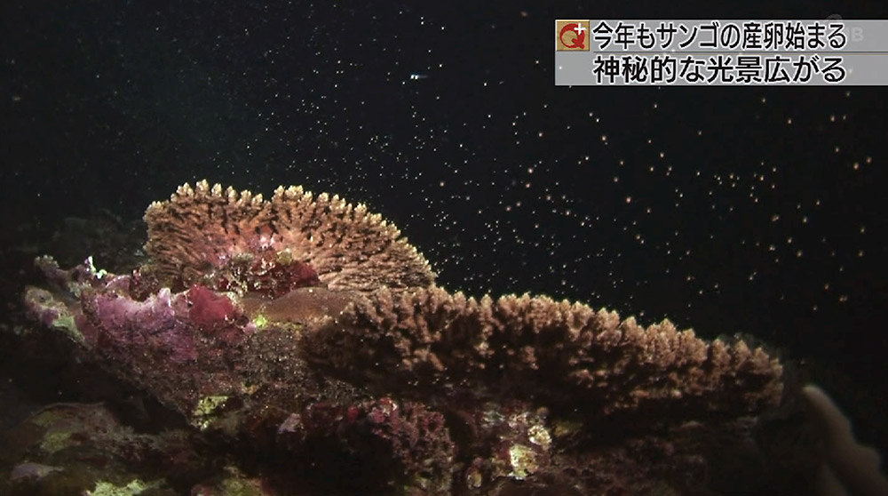 サンゴの産卵始まる