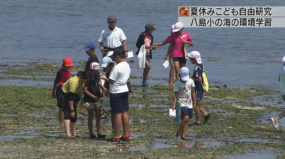 夏休みこども自由研究 石垣・八島小の海の環境学習