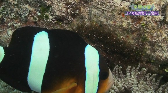 楽園の海 コマカ島を潜る