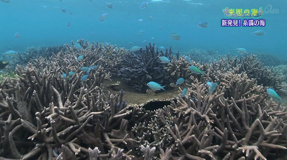 楽園の海 新発見！糸満の海