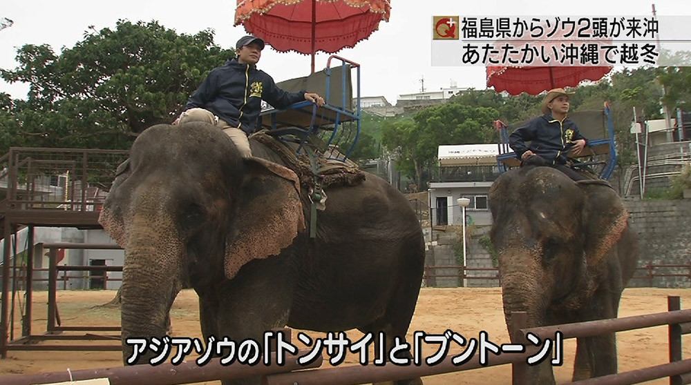 越冬で福島からゾウがこどもの国へ