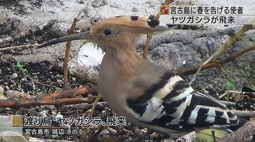 春の到来告げるヤツガシラが飛来