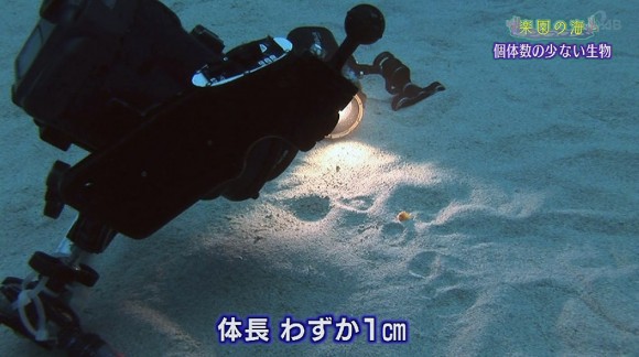 楽園の海 個体数の少ない生き物