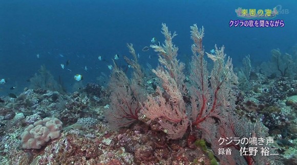 楽園の海 クジラの歌を聞きながら