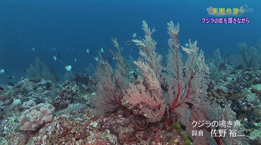 楽園の海 クジラの歌を聞きながら