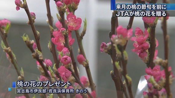 保育所などに桃の花贈る