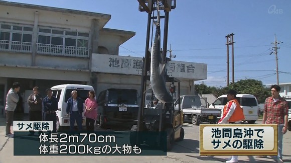 池間島でサメ駆除