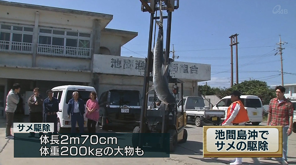 池間島でサメ駆除