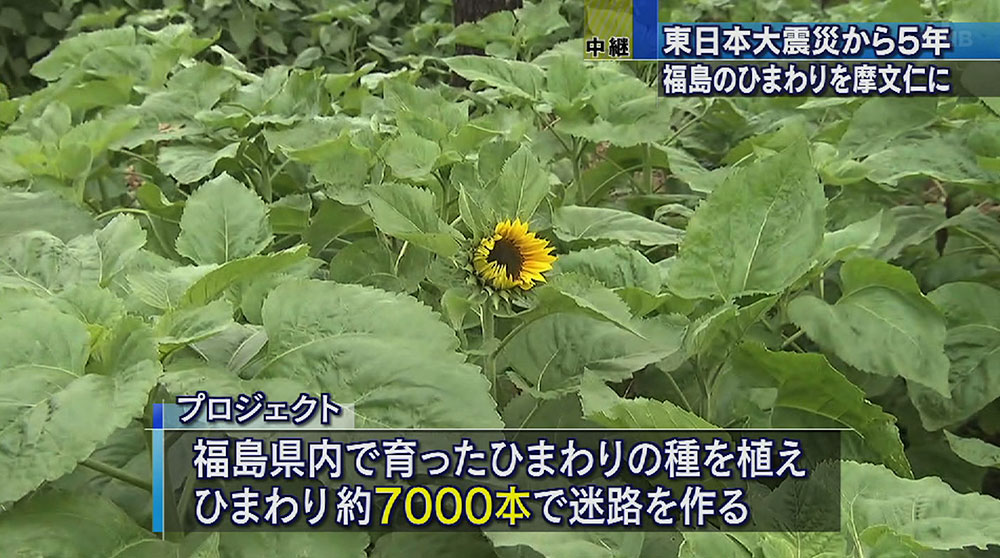 東日本大震災から５年 福島のヒマワリを摩文仁に