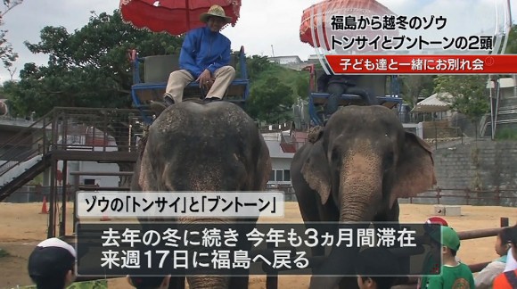 こどもの国で越冬したゾウの旅の安全祈る