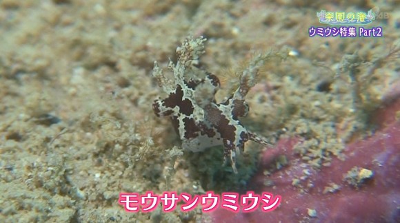 楽園の海 ウミウシ特集 本島東海岸編