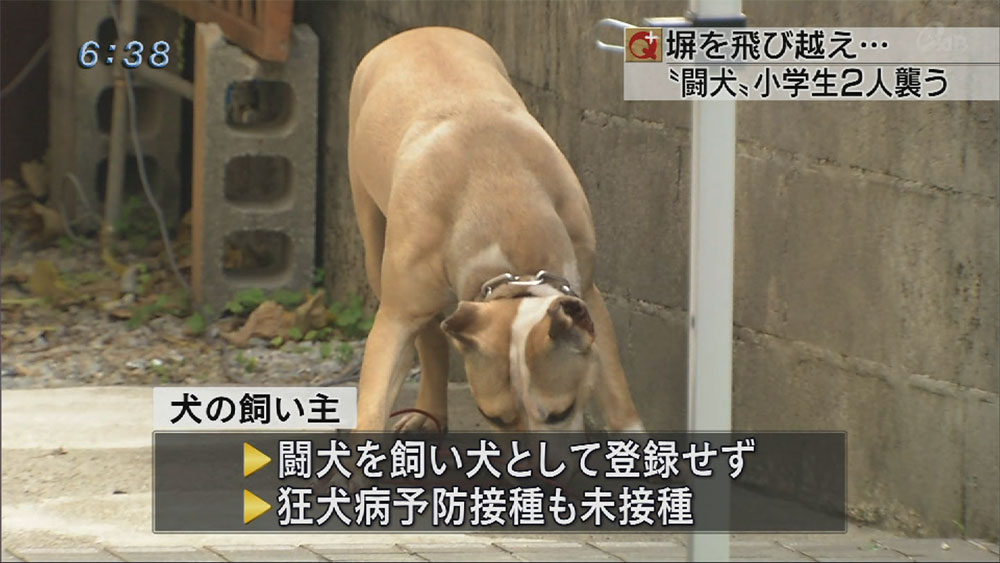 闘犬のピットブルが児童２人襲う Qab News Headline