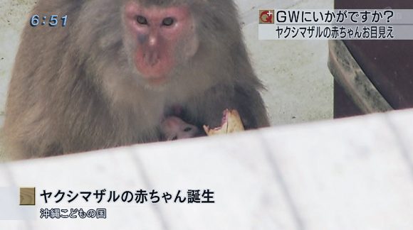 ヤクシマザルの赤ちゃん誕生