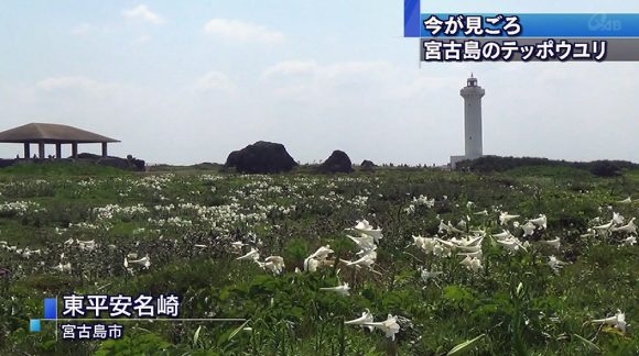 宮古島でもテッポウユリ満開