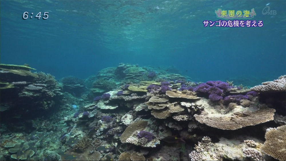 楽園の海 サンゴの危機を考える