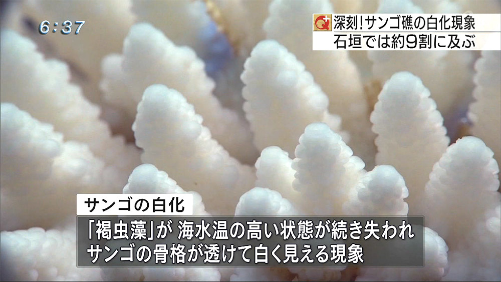 環境省調査 石西礁湖のサンゴ 9割白化