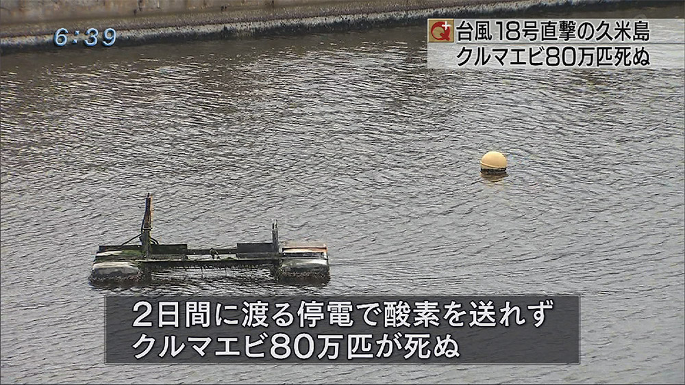 台風の停電でクルマエビ80万匹死ぬ