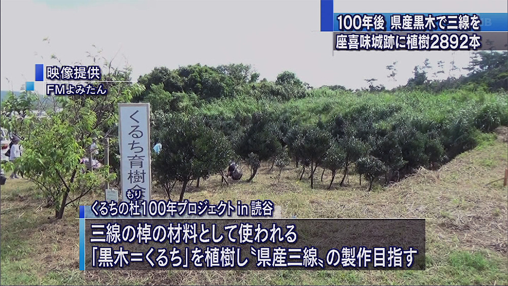 100年後に県産の黒木で三線を奏でたい