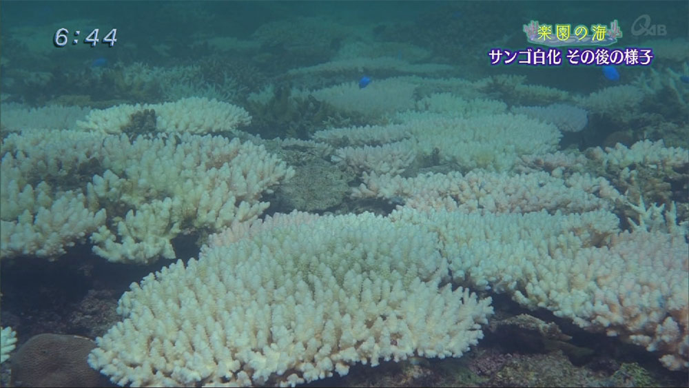 楽園の海　サンゴの白化　その後の様子