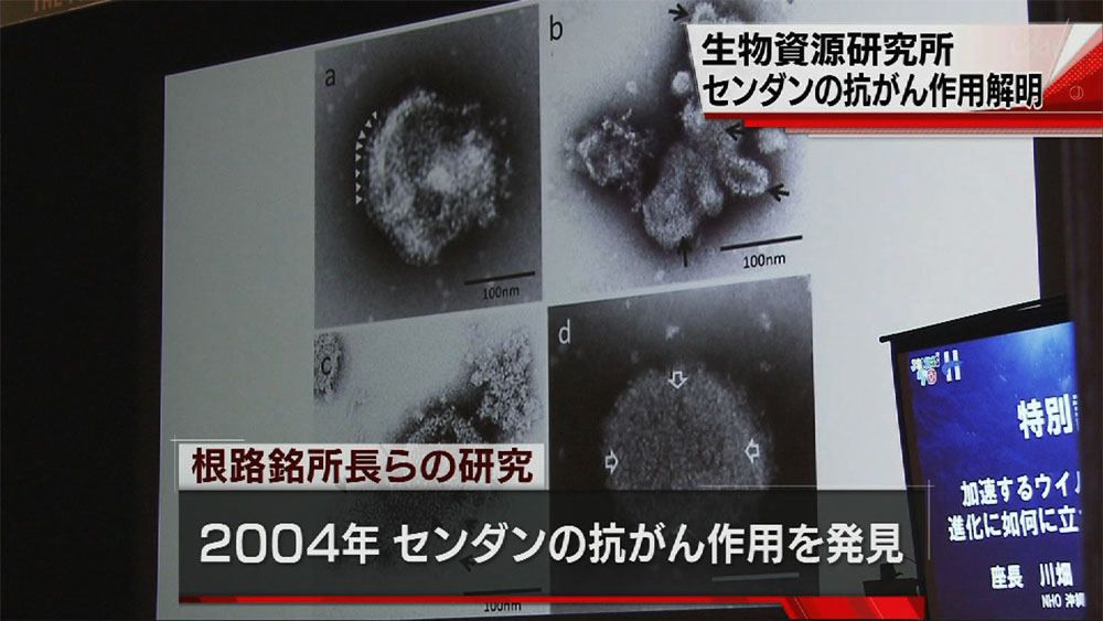 センダンの抗がん作用を解明