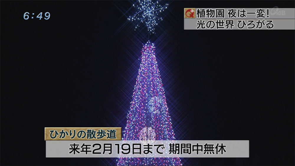 「ひかりの散歩道」ことしも点灯！