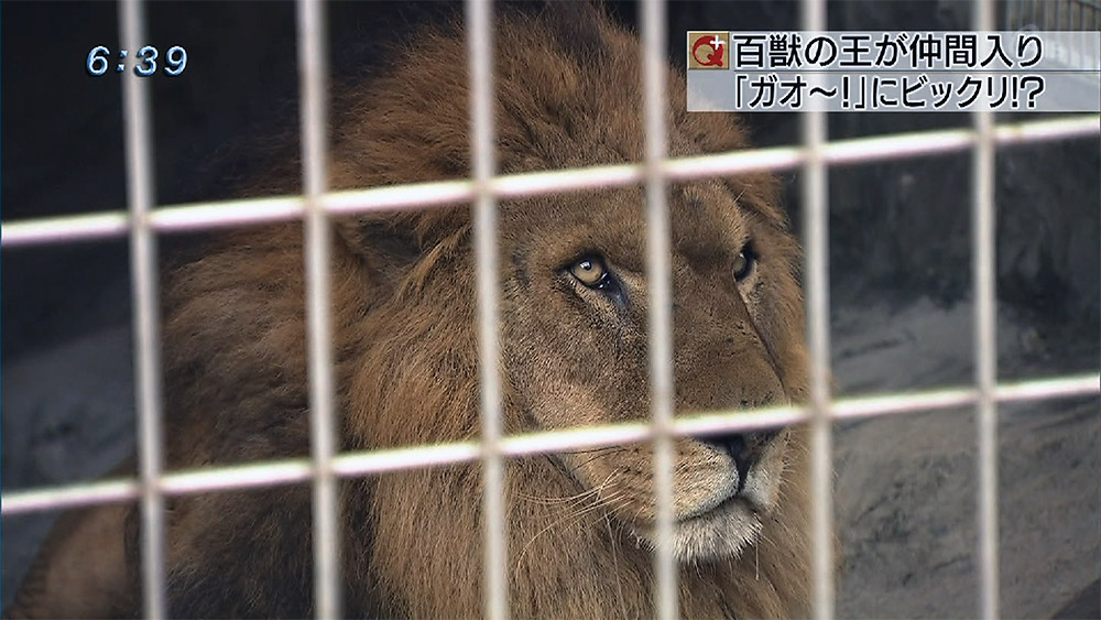 こどもの国に百獣の王が仲間入り