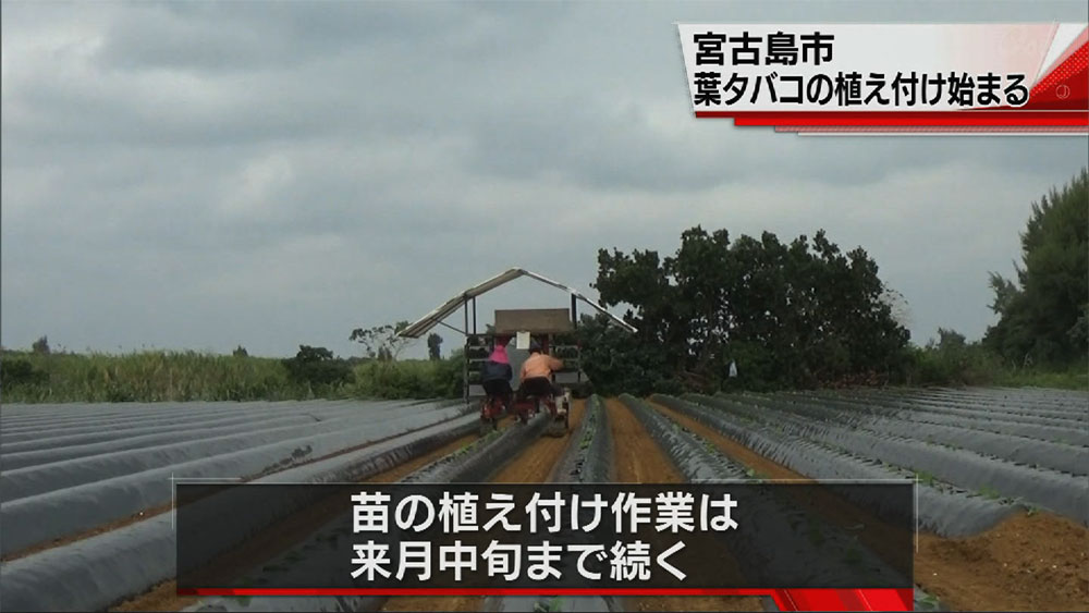 宮古島市葉タバコの植え付け始まる