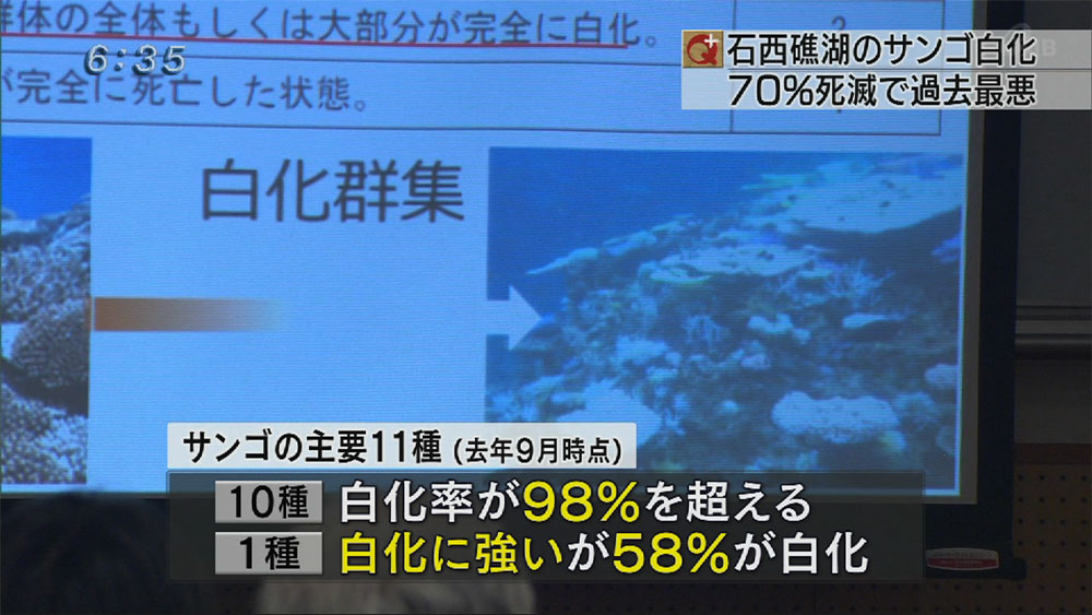 石西礁湖　サンゴ白化　過去最悪