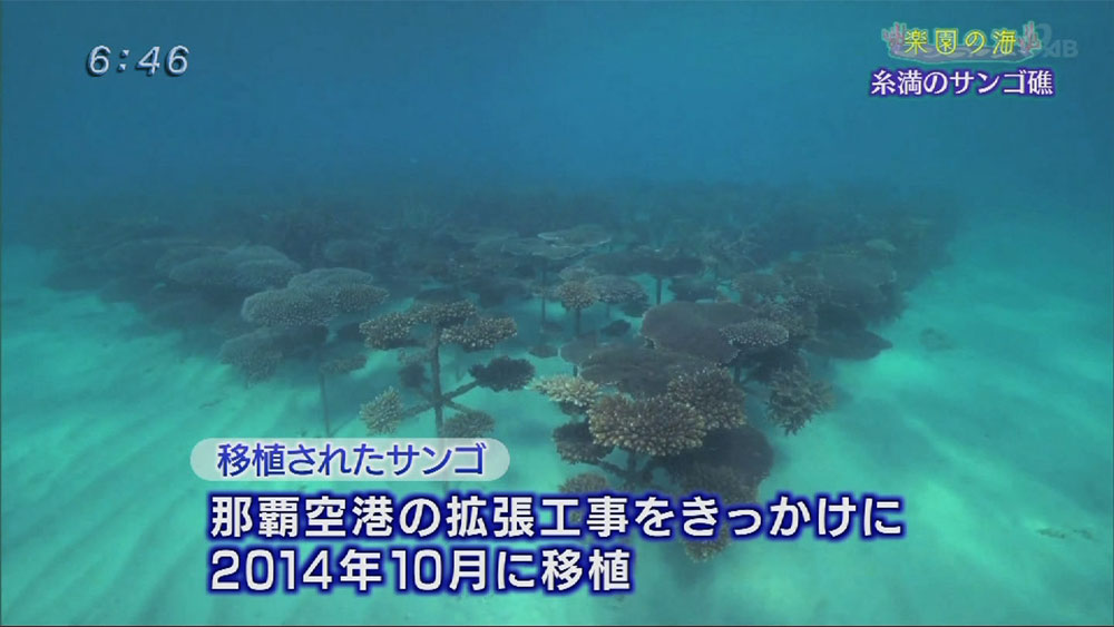 楽園の海 糸満のサンゴ礁