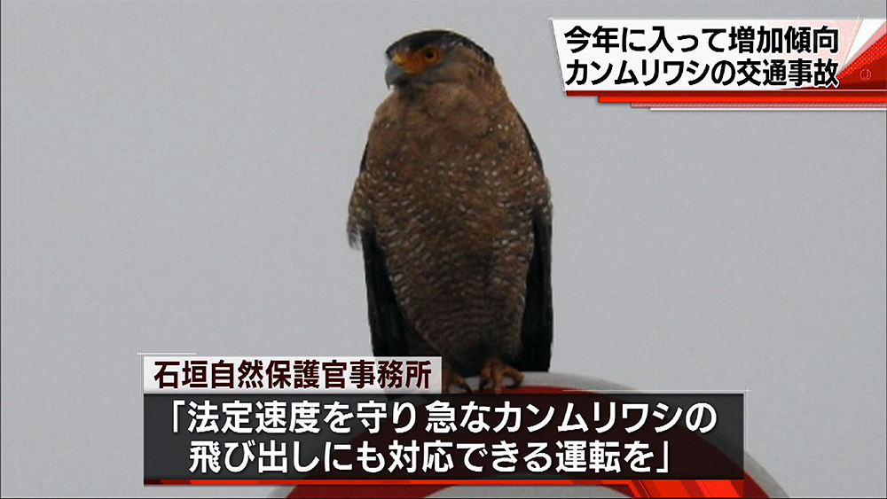 カンムリワシ交通事故 例年よりやや早いペース