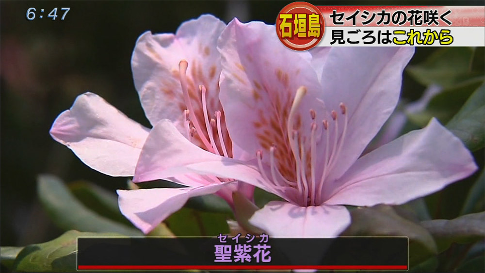 石垣島でセイシカの花咲く