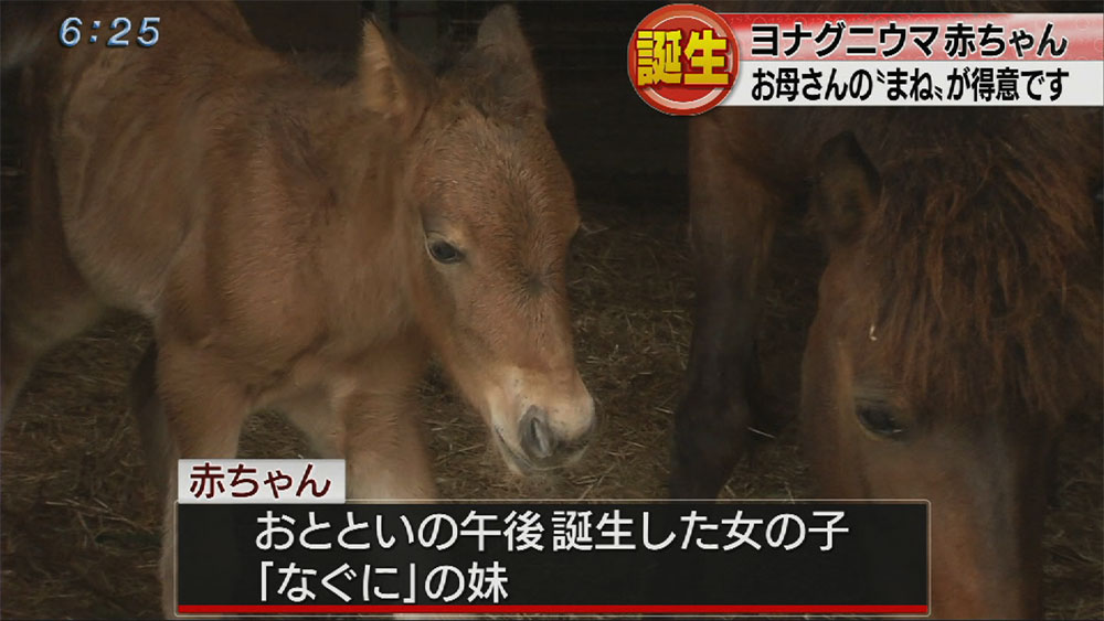 ヨナグニウマがウマれたよ