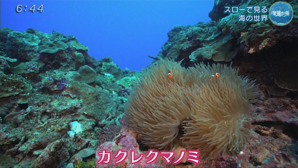 楽園の海 スローで見る海の世界