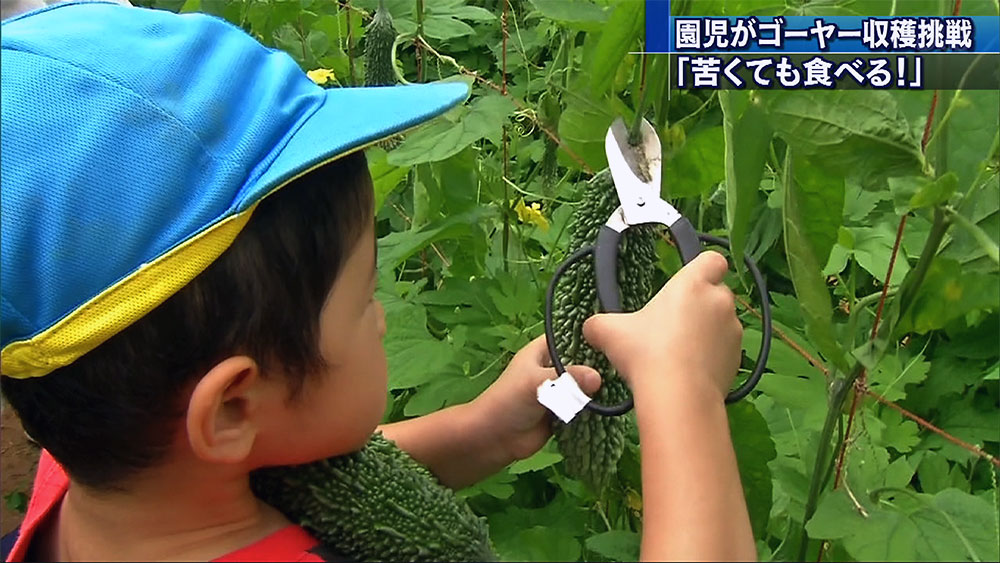 「ゴーヤーの日」前に園児が収穫に挑戦