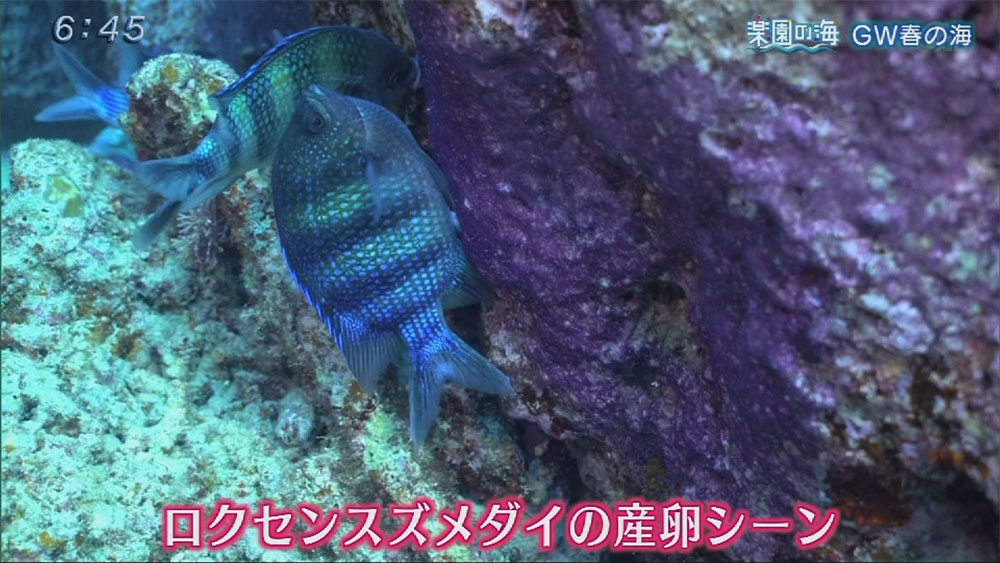 楽園の海 ゴールデンウィーク春の海