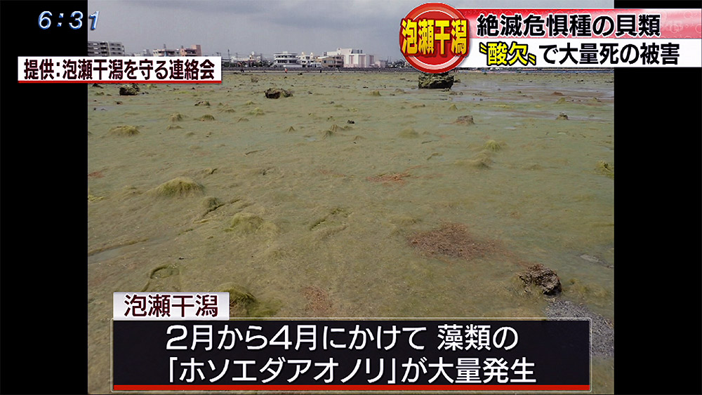 泡瀬干潟 海藻大量発生で絶滅危惧の貝類に被害