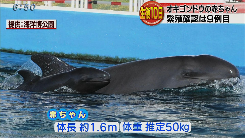 海洋博公園でオキゴンドウの赤ちゃん誕生