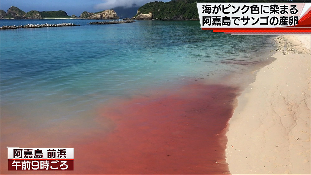 慶良間諸島・阿嘉島でサンゴの産卵