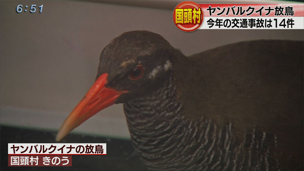 けがのヤンバルクイナを放鳥