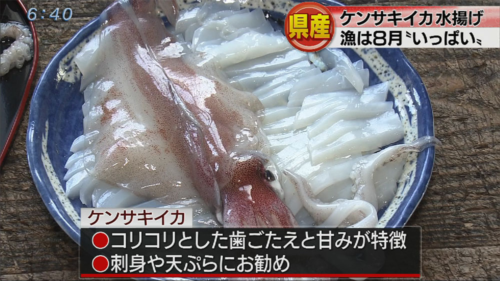 沖縄県産ケンサキイカ水揚げ