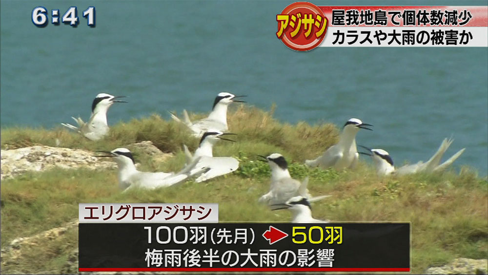 屋我地島でアジサシ飛来調査、先月より減少