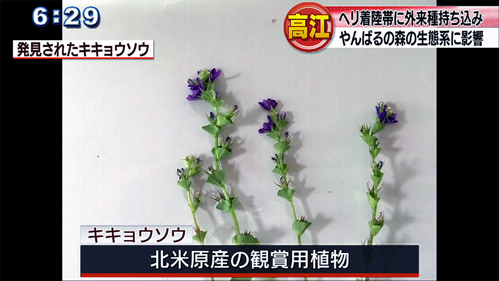 北部訓練場ヘリパッドで外来植物を確認