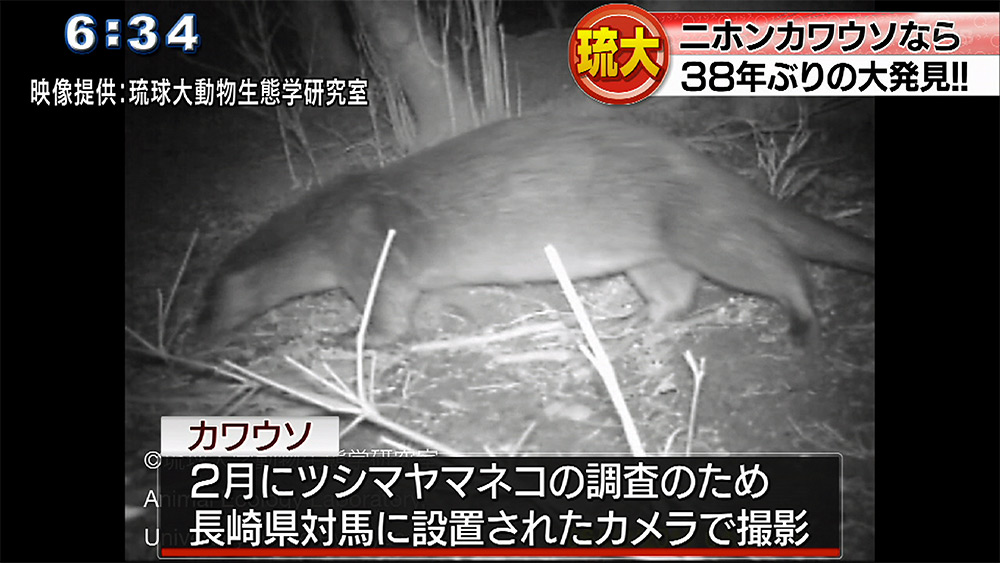 ニホンカワウソか？琉大研究者が対馬で発見