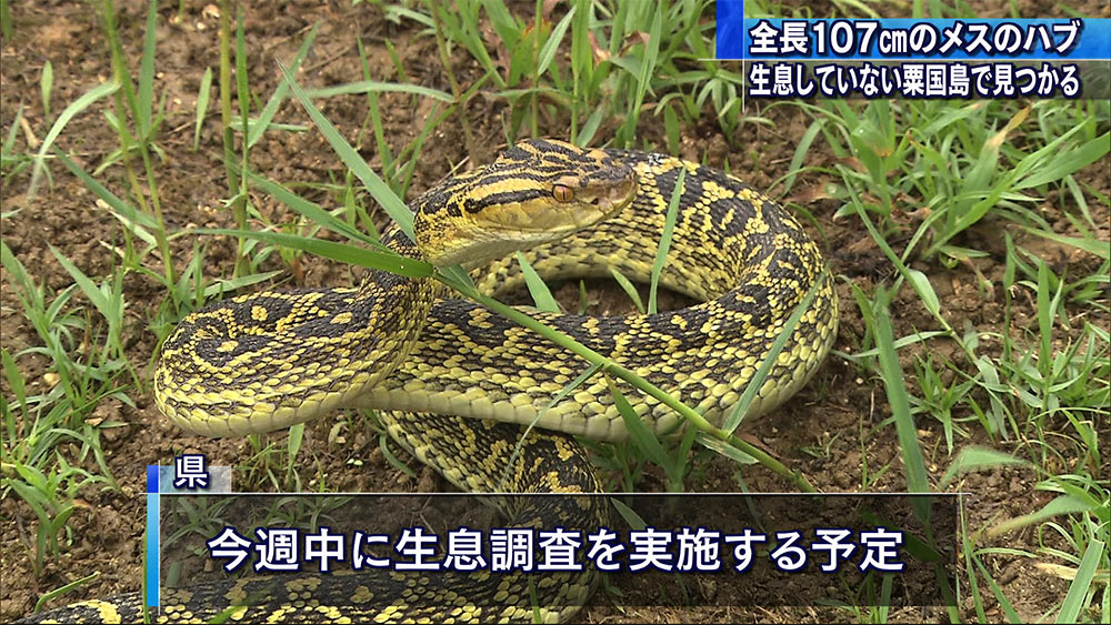 いないはずの粟国島でハブ見つかる