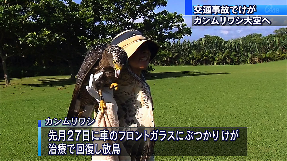 交通事故に遭ったカンムリワシ回復し大空へ